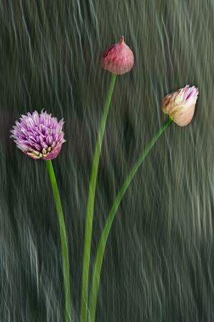 Chives in Transition